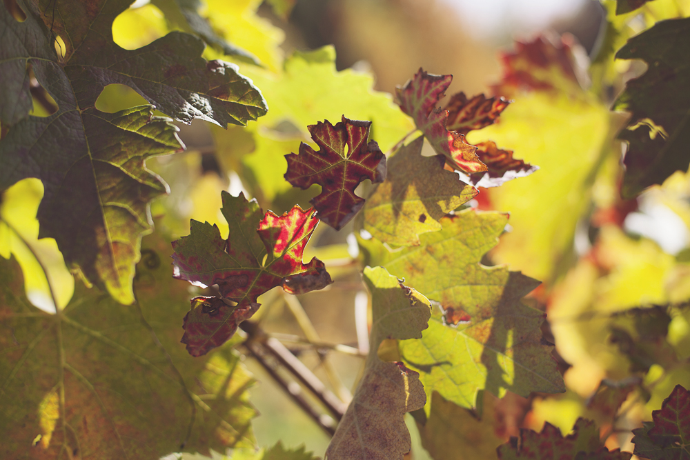 Mariage d'automne dans les vignes italiennes - Blog Mariage Madame C