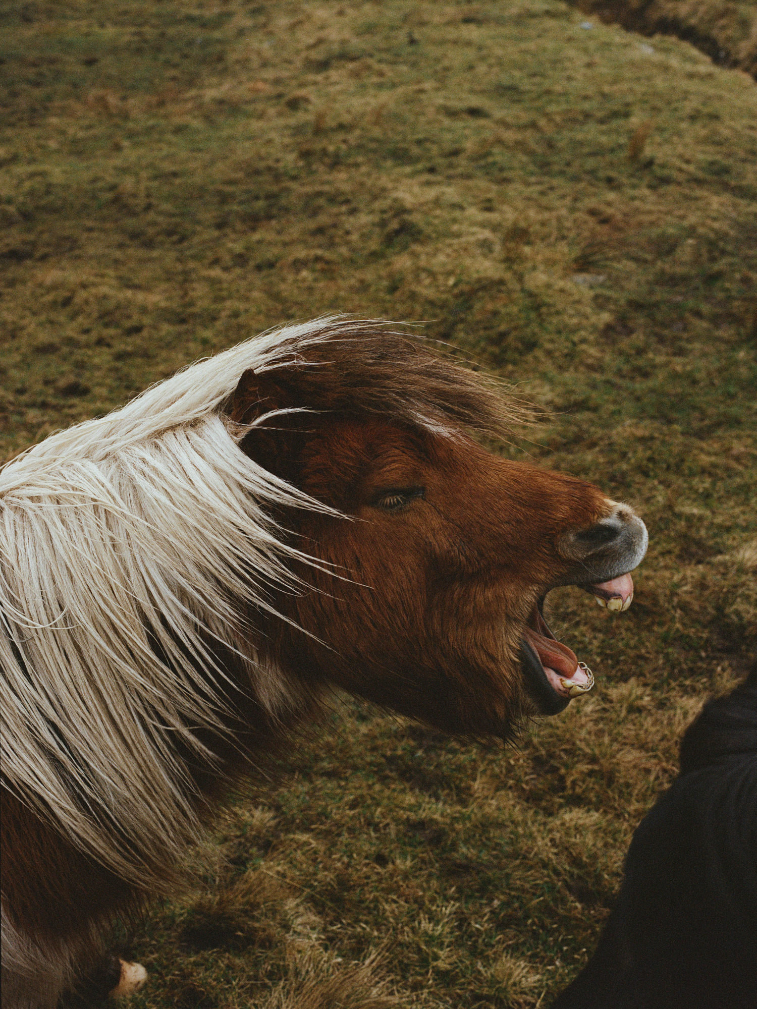zephyr-luna-engagement-ecosse-iles-shetland-leblogdemadamec.fr-17
