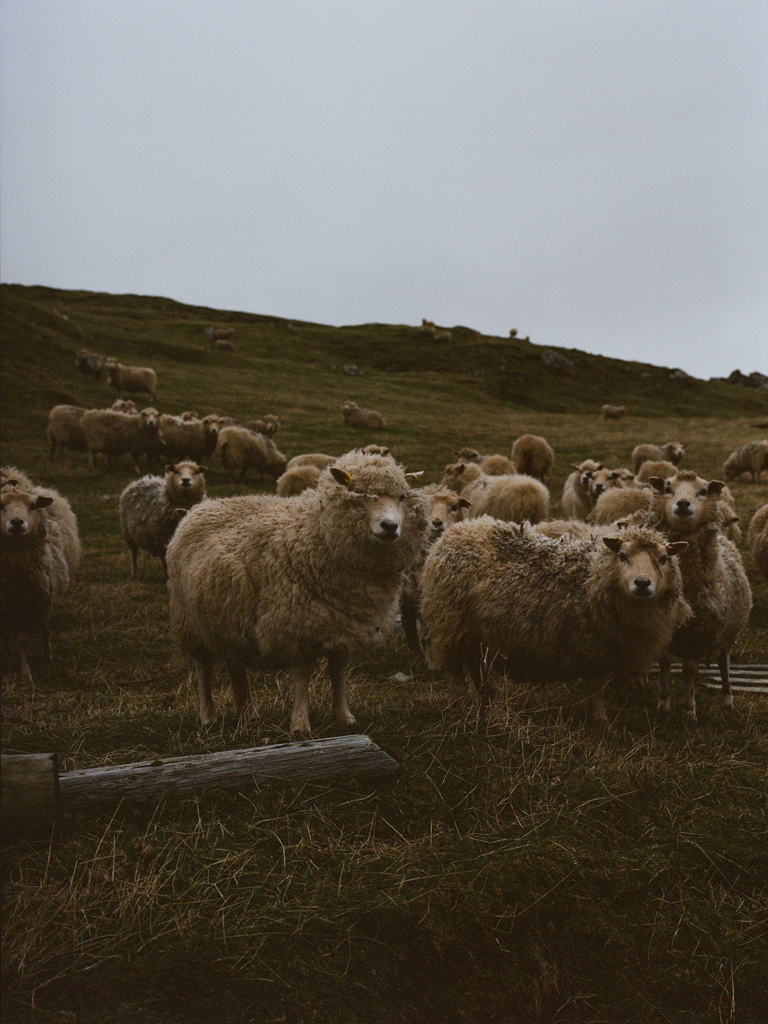 zephyr-luna-engagement-ecosse-iles-shetland-leblogdemadamec.fr-18