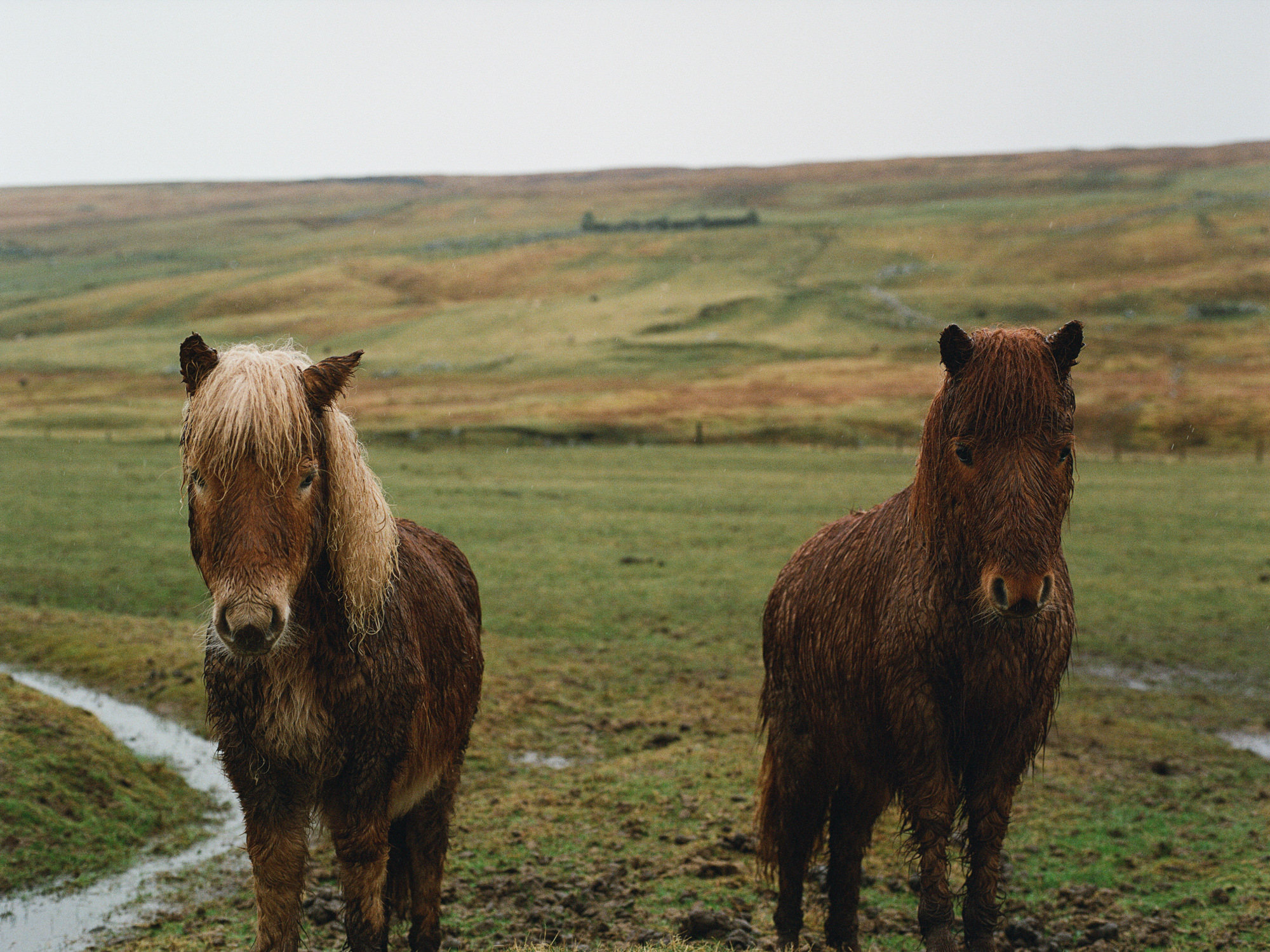 zephyr-luna-engagement-ecosse-iles-shetland-leblogdemadamec.fr-26