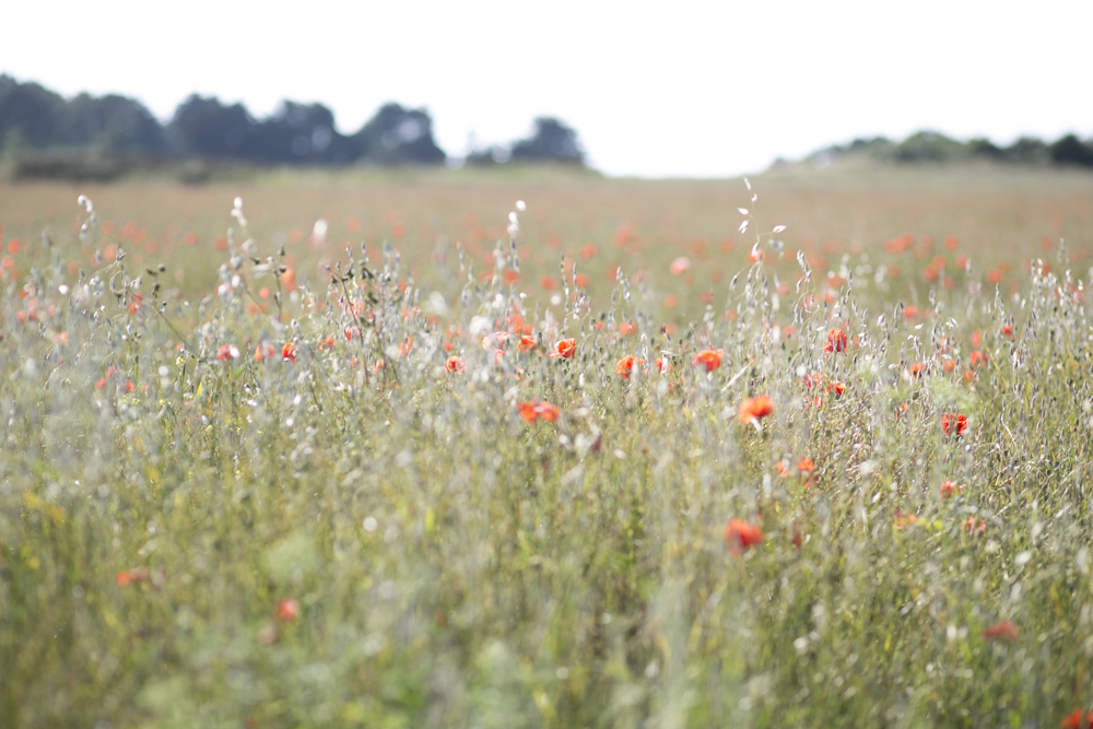 Un mariage sur l'île de Ré, au fort de la Prée - Elodie + Olivier - Blog Mariage Madame C Un mariage sur l'île de Ré, au fort de la Prée - Elodie + Olivier - Blog Mariage Madame C