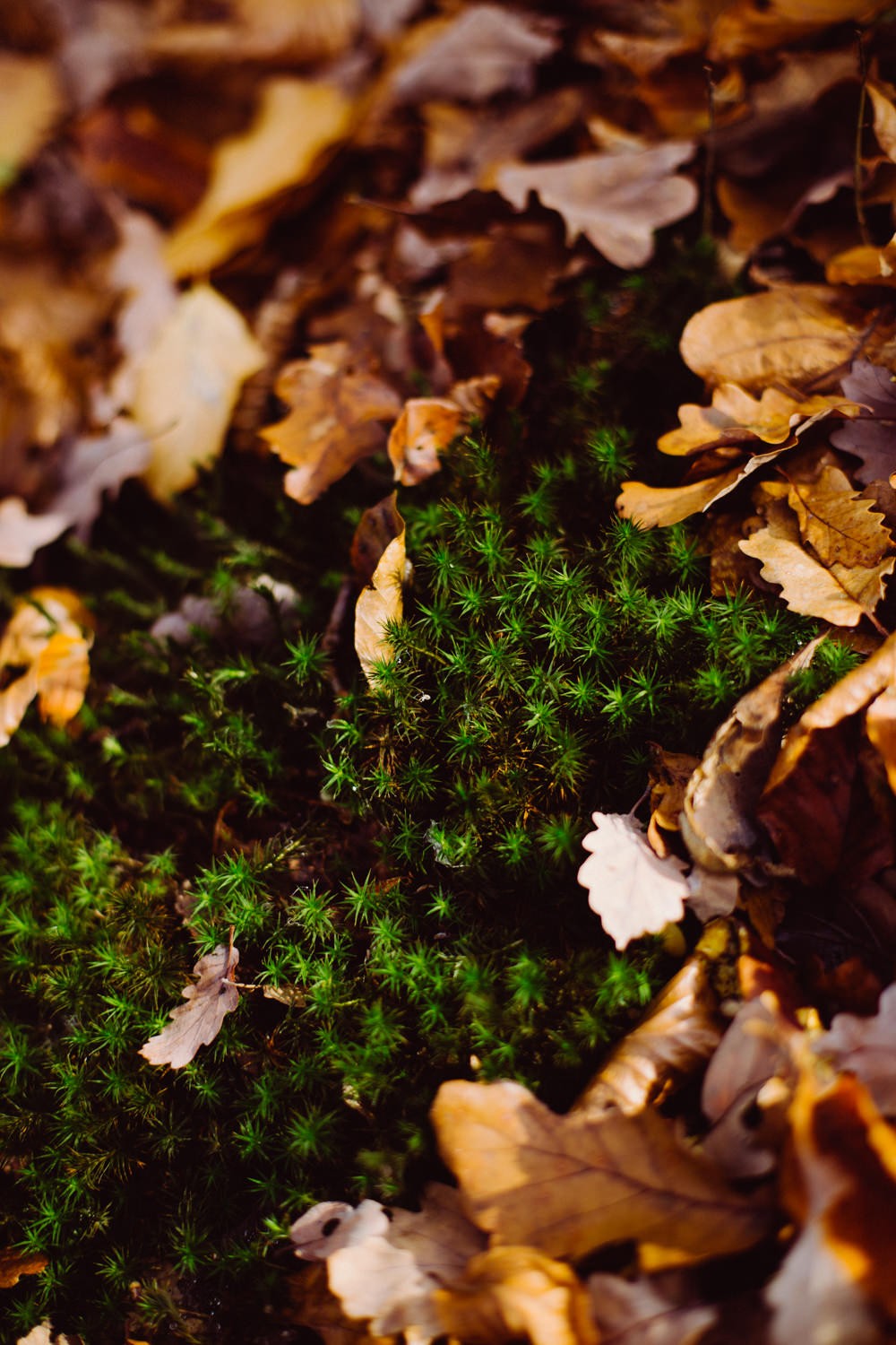 Giselle, Le Bal de l'amour - Blog Mariage Madame C