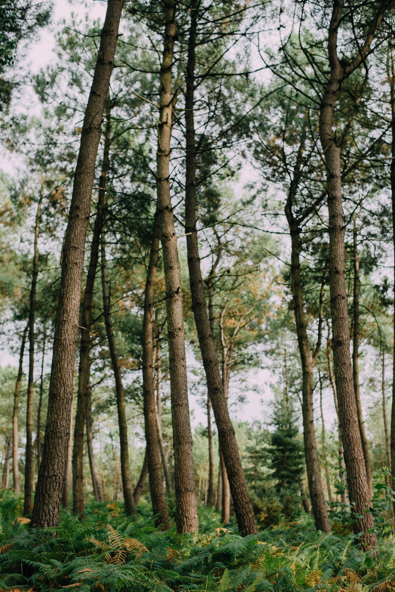 Emilijolie conseils mariage fleurs