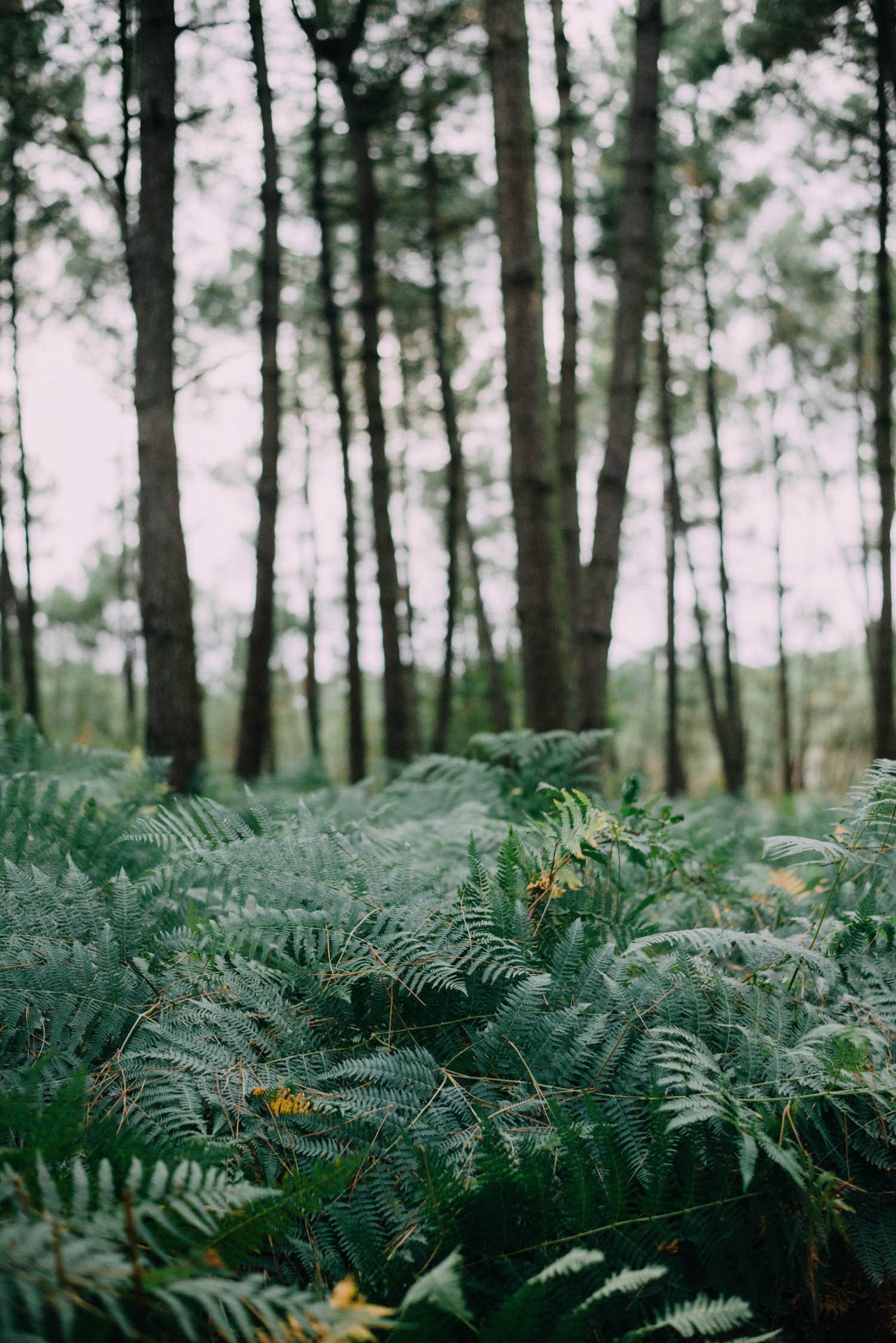 Emilijolie conseils mariage fleurs