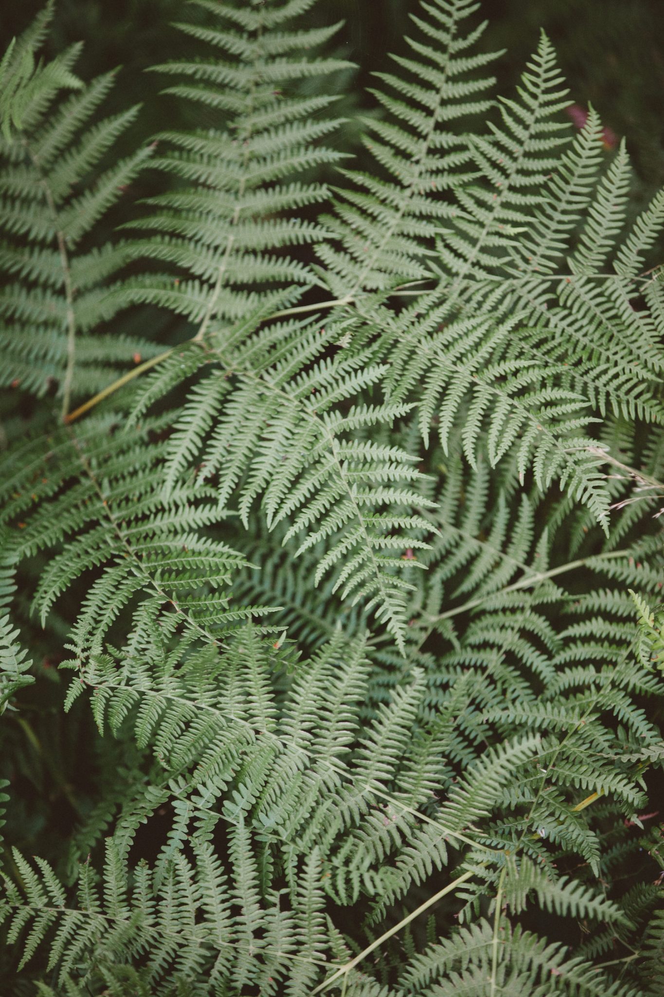 mariage alsace elodie winter