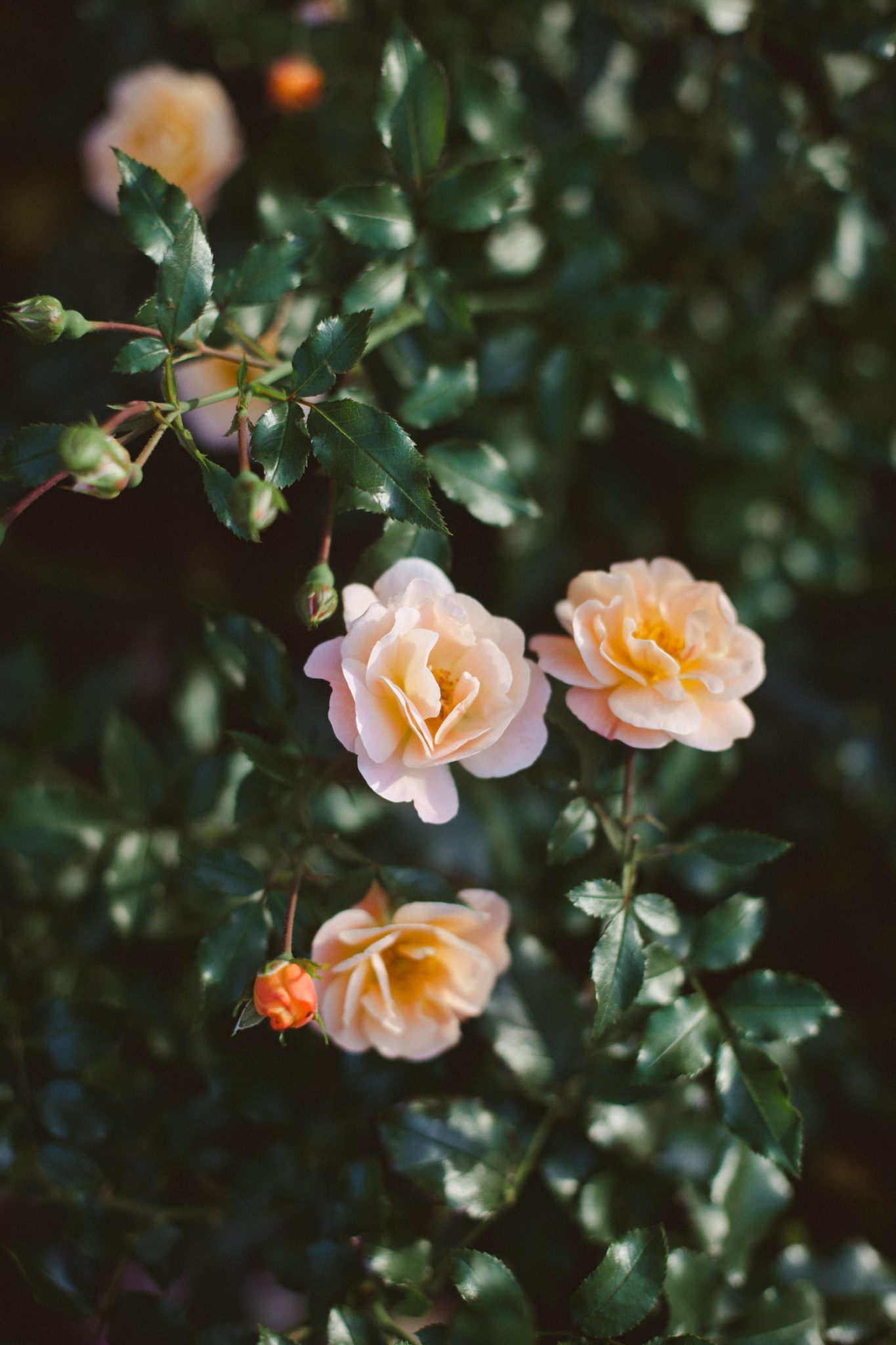 Mariage dans une ferme en Alsace © Elodie Winter