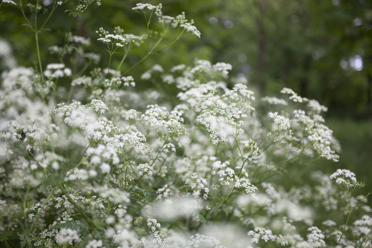 evjf printemps marine le berre