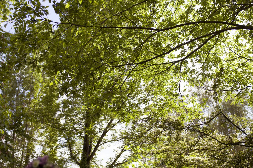 Fleurs de Mars - Blog Mariage Madame C Fleurs de Mars - Blog Mariage Madame C