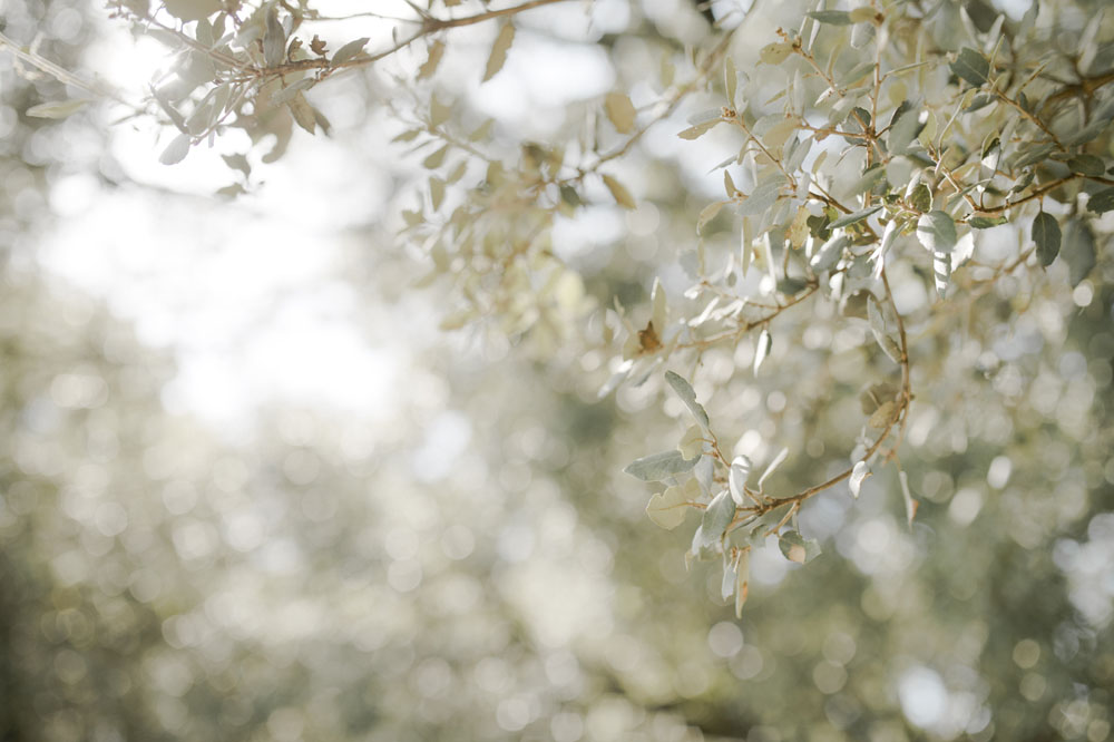 mariage drôme Domaines de Patras