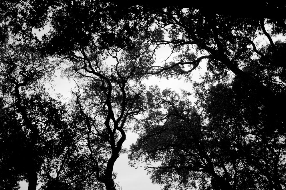 mariage drôme Domaines de Patras