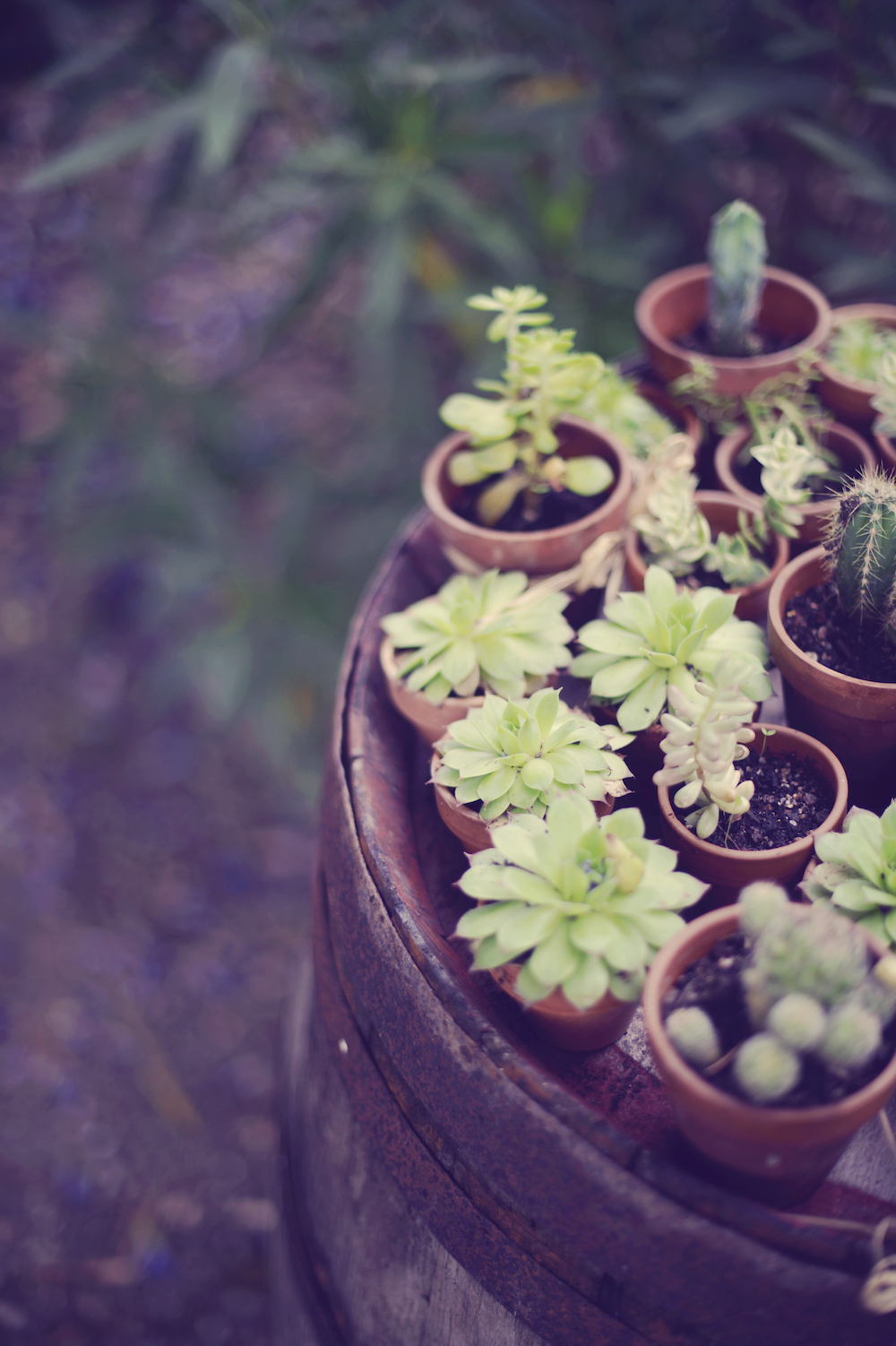 Un mariage Champêtre à Montesquieu - Lucie + Maxime - Blog Mariage Madame C