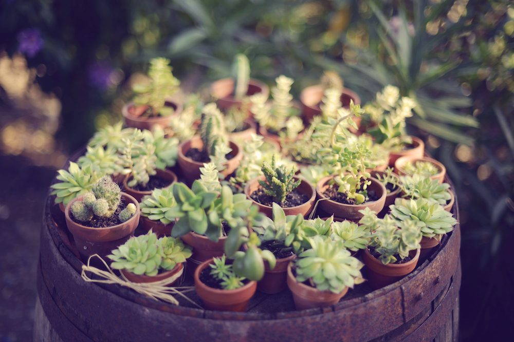 Un mariage Champêtre à Montesquieu - Lucie + Maxime - Blog Mariage Madame C Un mariage Champêtre à Montesquieu - Lucie + Maxime - Blog Mariage Madame C