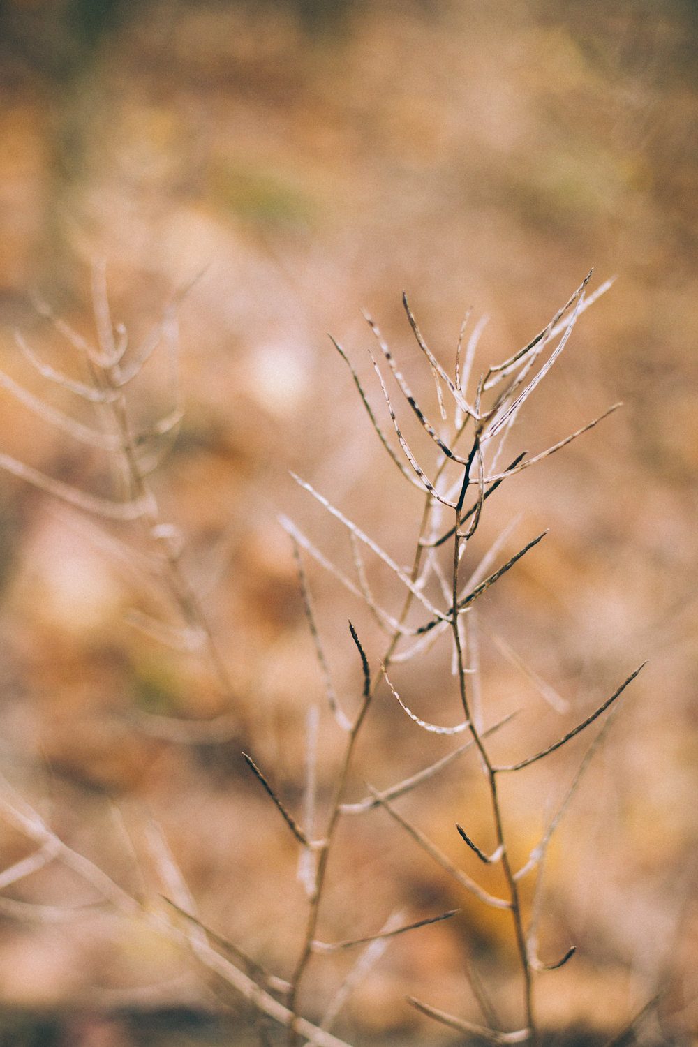 Douceurs d'Automne - Blog Mariage Madame C Douceurs d'Automne - Blog Mariage Madame C