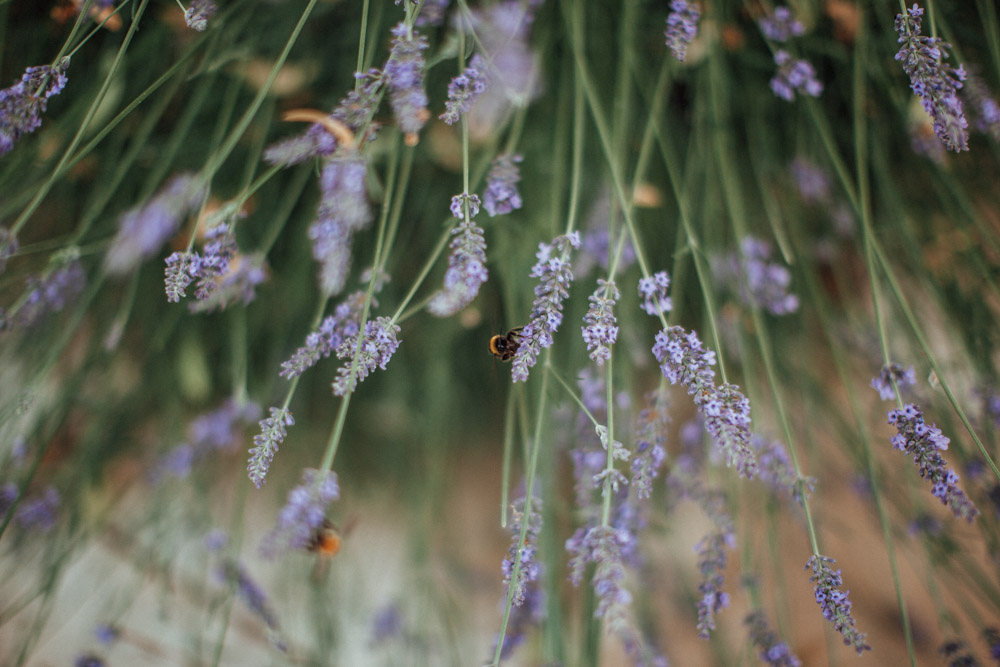 Mariage en Normandie à la Dîme de Givergny - Yvanna et Bryan - Blog Mariage Madame C Mariage en Normandie à la Dîme de Givergny - Yvanna et Bryan - Blog Mariage Madame C