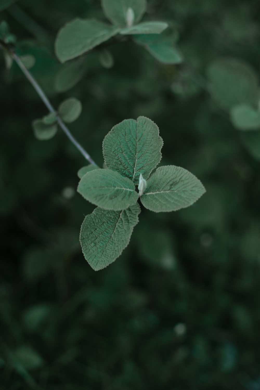Un mariage folk au coeur des montagnes Alpines - Blog Mariage Madame C Un mariage folk au coeur des montagnes Alpines - Blog Mariage Madame C