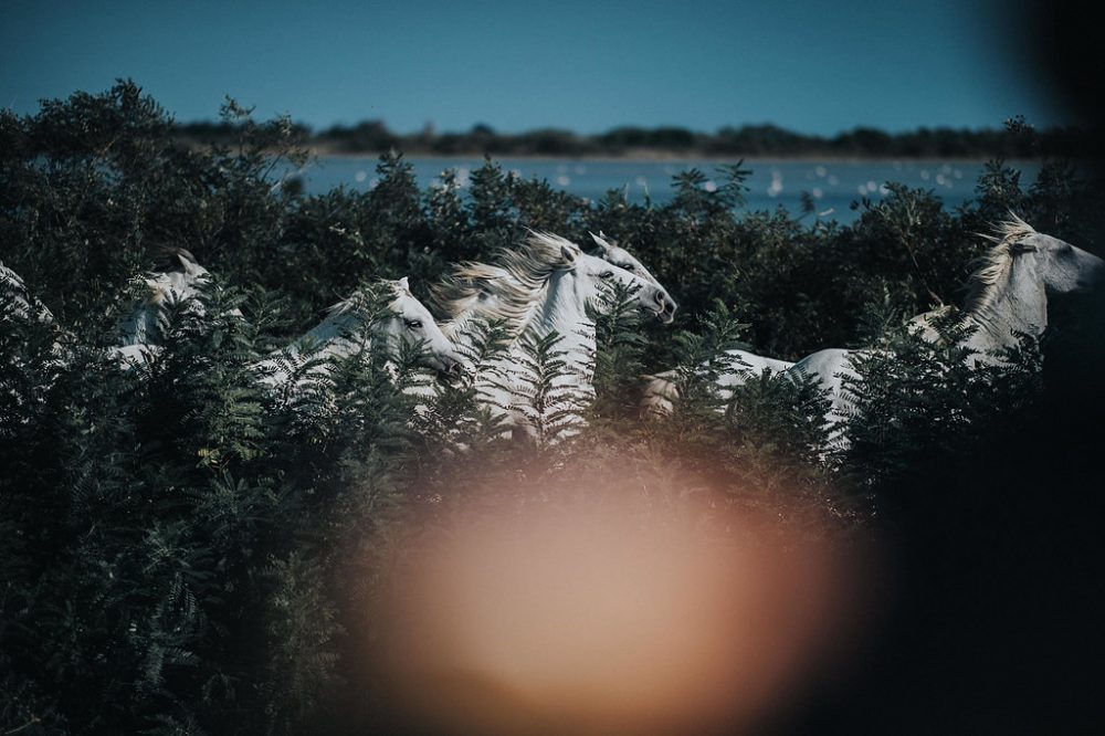 Mariage en Camargue sur une plage sauvage - Blog Mariage Madame C