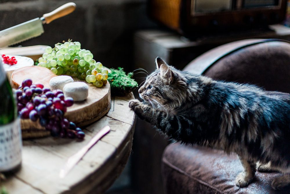 Un mariage Manouche pour Noël - Blog Mariage Madame C