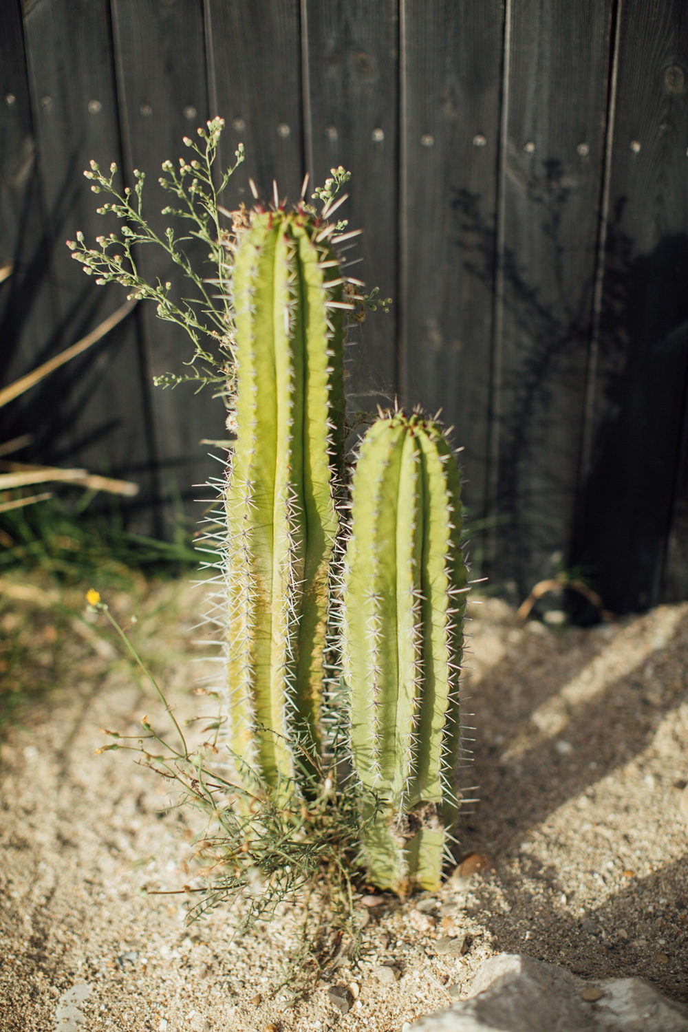 Les petits Inclassables Collection 2018 - Tenues de Cortège - Blog Mariage Madame C