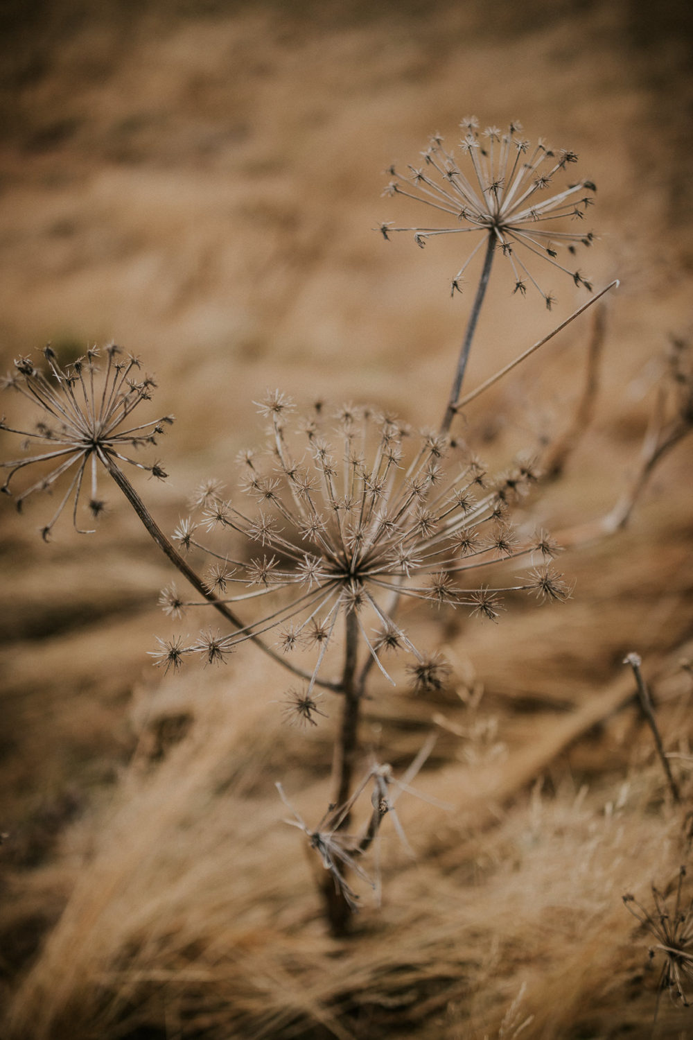 From Iceland with love - Agnes + Daniel - Blog Mariage Madame C