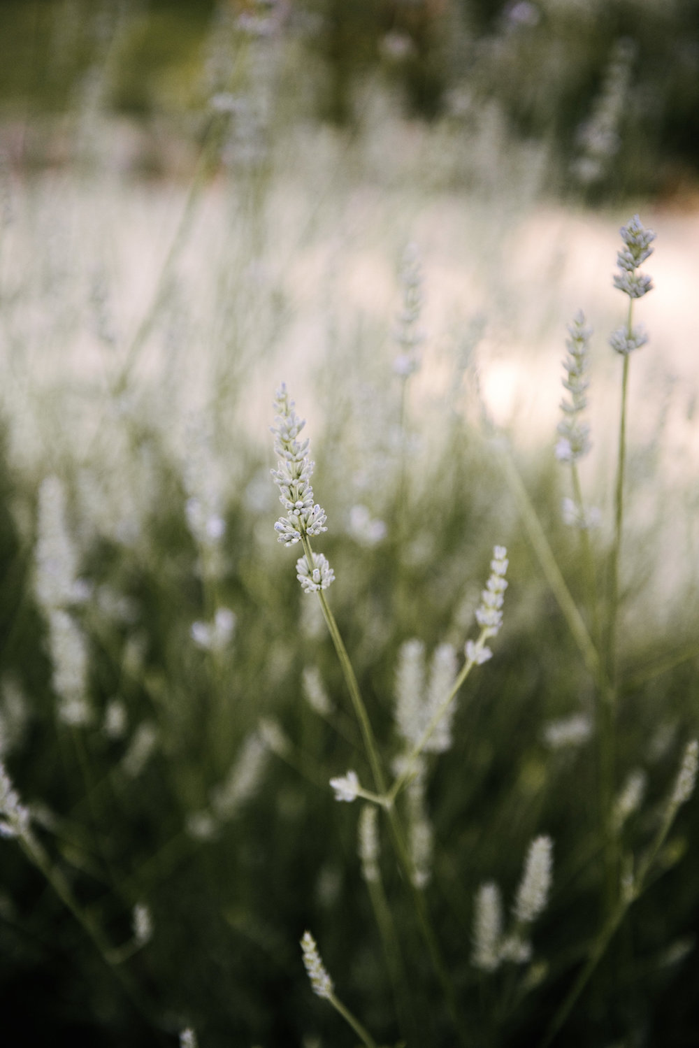 Un mariage en Haute-Savoie - Faustine + Arthur - Blog Mariage Madame C