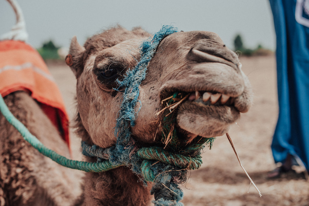 From Marrakech with Love - Emilie + Jérémie - Blog Mariage Madame C