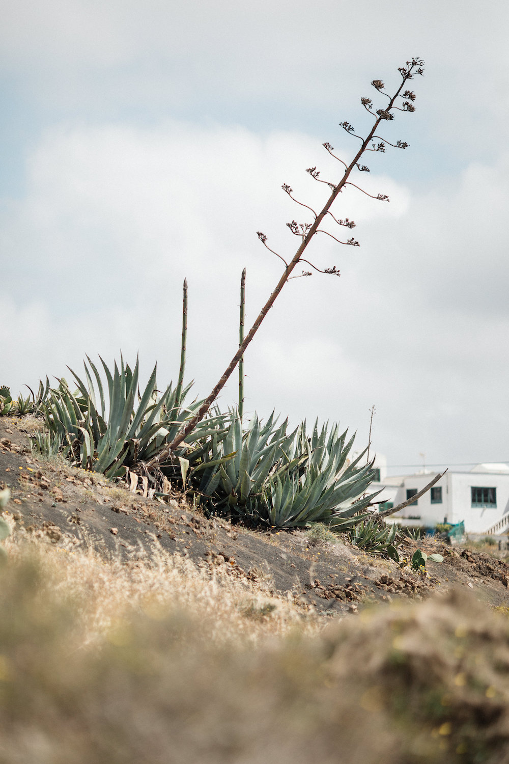 Robes de mariée Elisa Ness - Collection 2019 - Blog Mariage Madame C