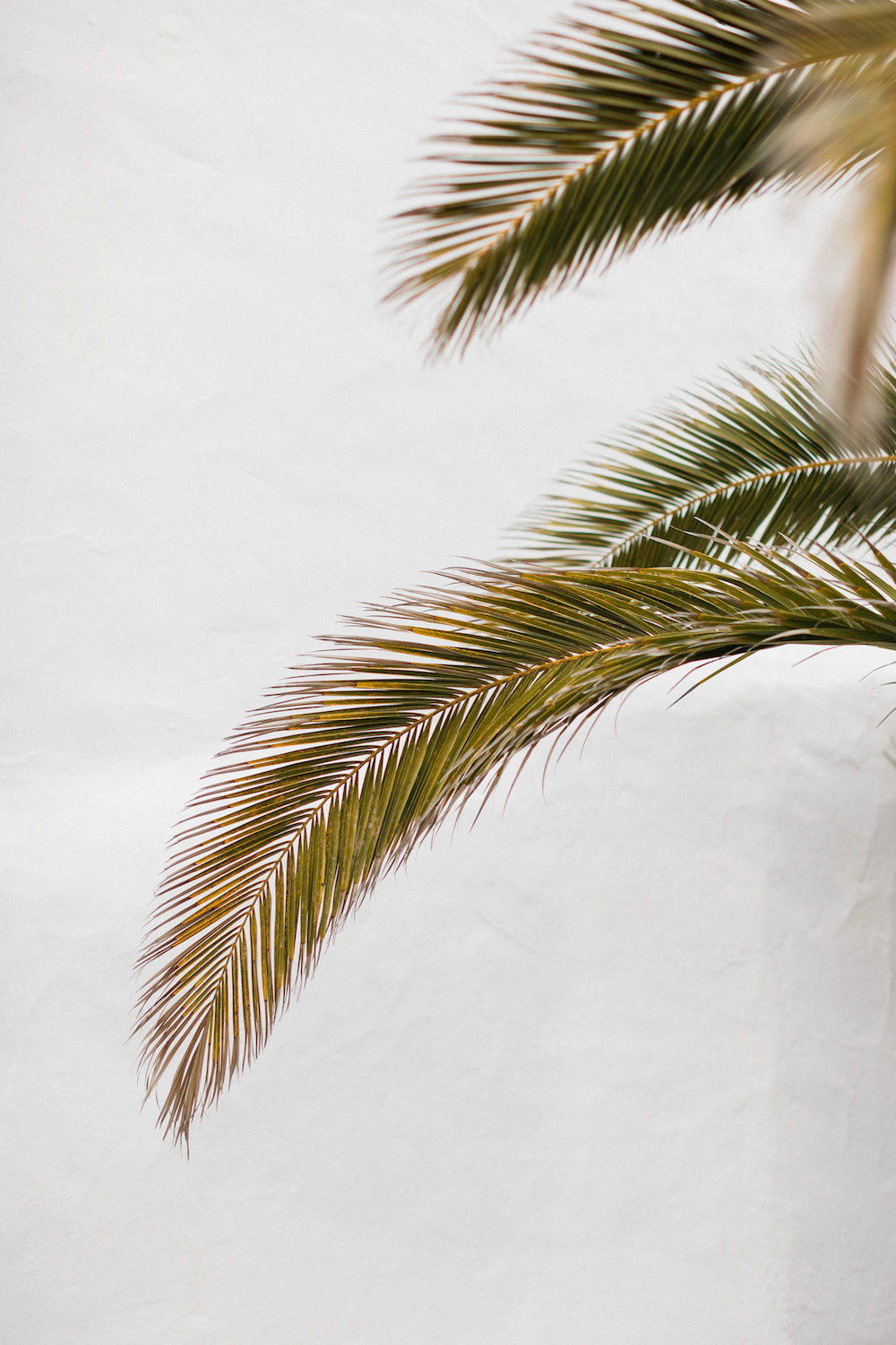 Robes de mariée Elisa Ness - Collection 2019 - Blog Mariage Madame C