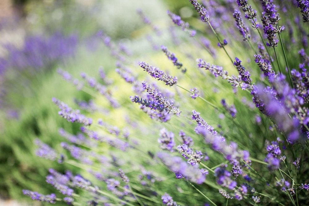 Mariage en Provence au Domaine de Blanche Fleur - Anne-Sophie + Victor - Blog Mariage Madame C Mariage en Provence au Domaine de Blanche Fleur - Anne-Sophie + Victor - Blog Mariage Madame C