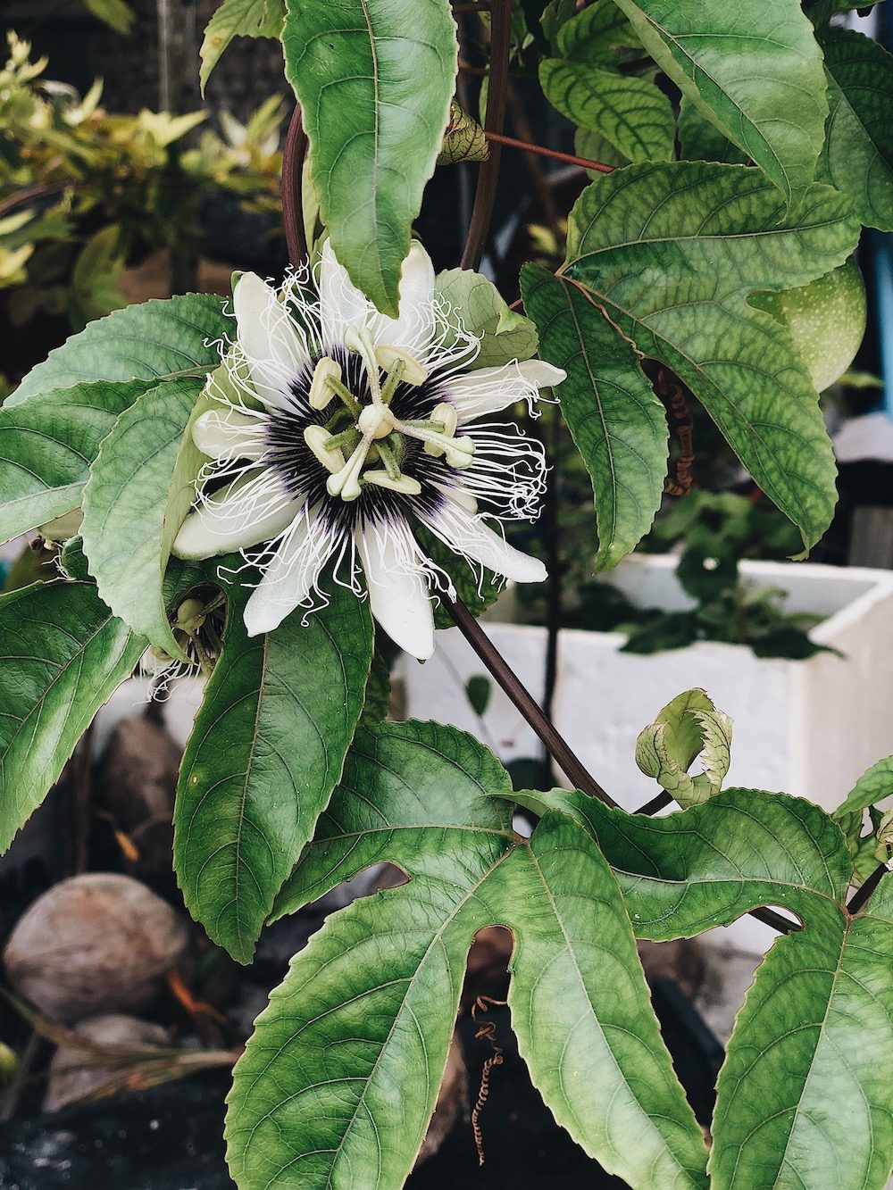 Destination Les Maldives - Blog Mariage Madame C Destination Les Maldives - Blog Mariage Madame C