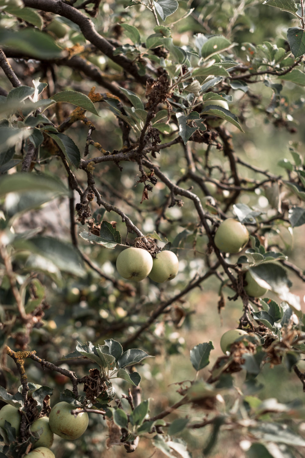 Mariage simple en Ardèche - Blog Mariage Madame C