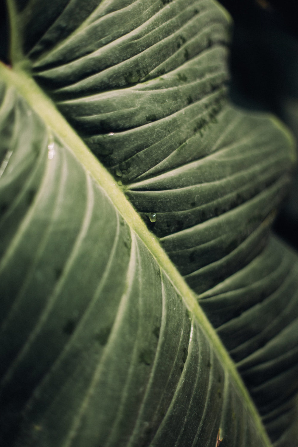 Mariage tropicool sur une péniche parisienne - Jade + Olivier - Blog Mariage Madame C