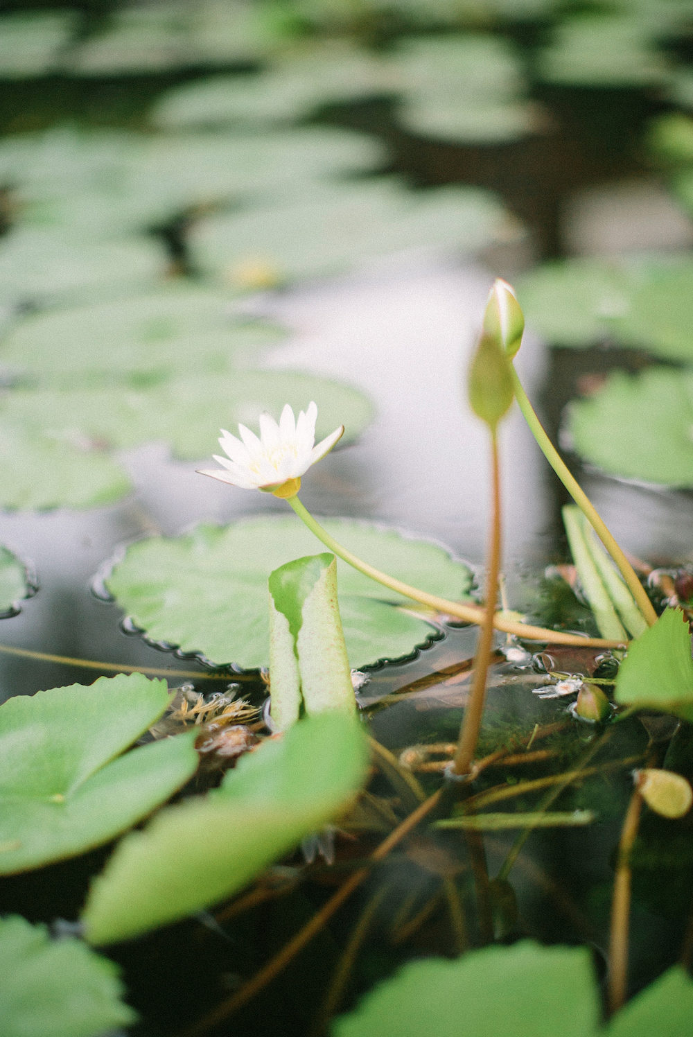 Mariage romantique en Thaïlande - Megan + Timmy - Blog Mariage Madame C