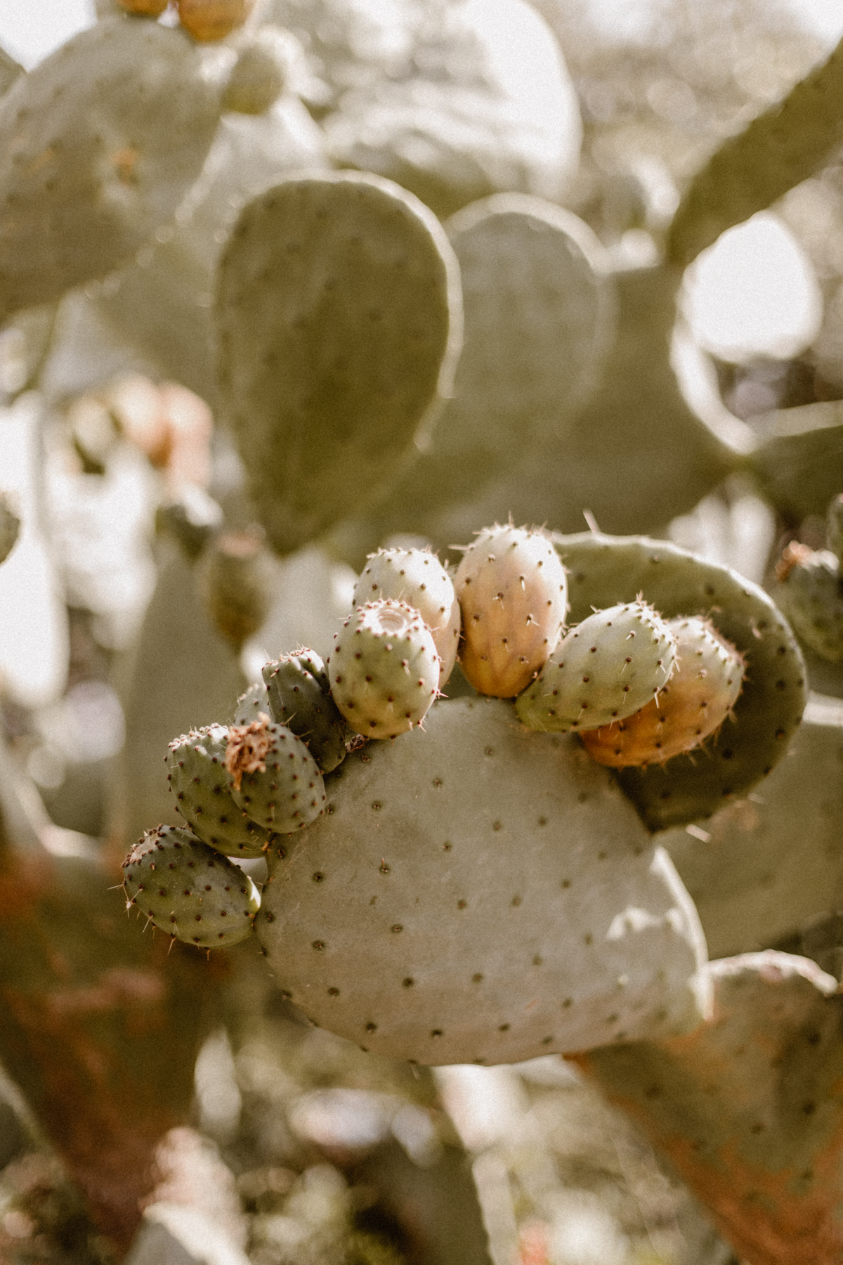 Un mariage en Corse au Rocher - Audrey + Benjamin - Blog Mariage Madame C