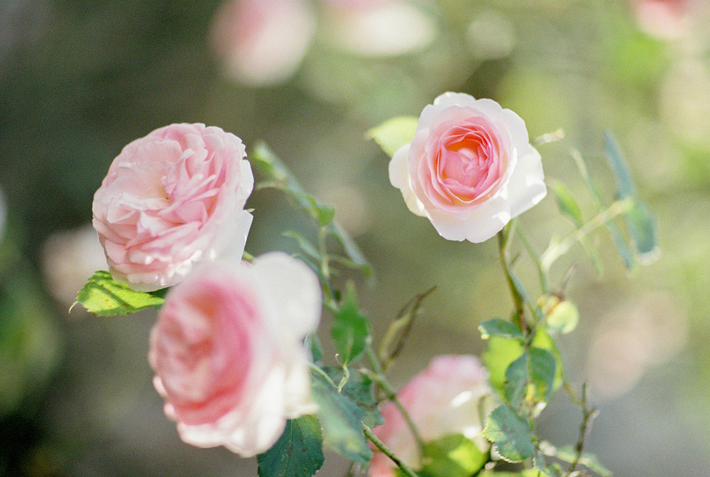 Mariage au Château de Vallery - Nora + Julien - Blog Mariage Madame C