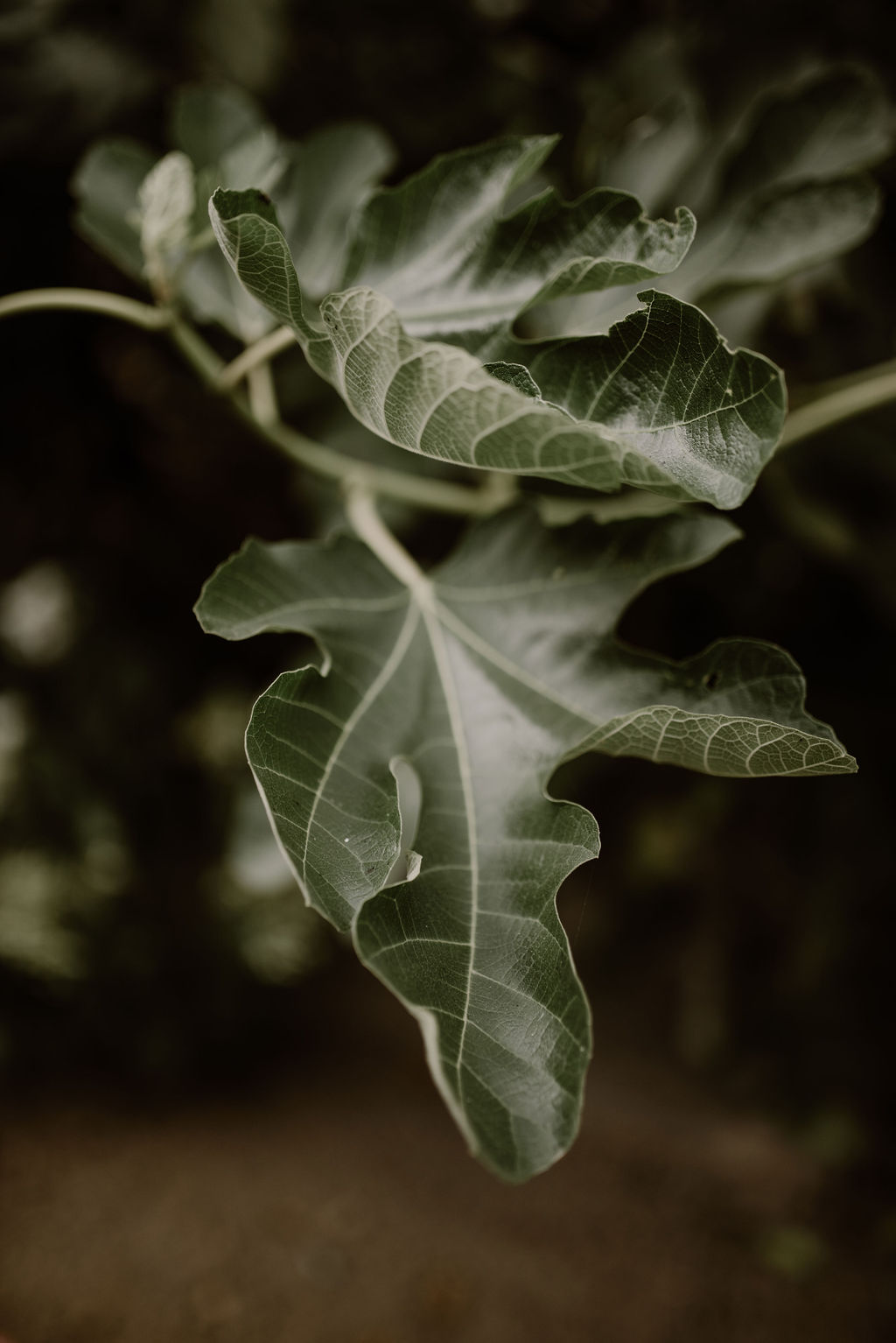 Mignonne, allons voir si la Rose - Blog Mariage Madame C Mignonne, allons voir si la Rose - Blog Mariage Madame C