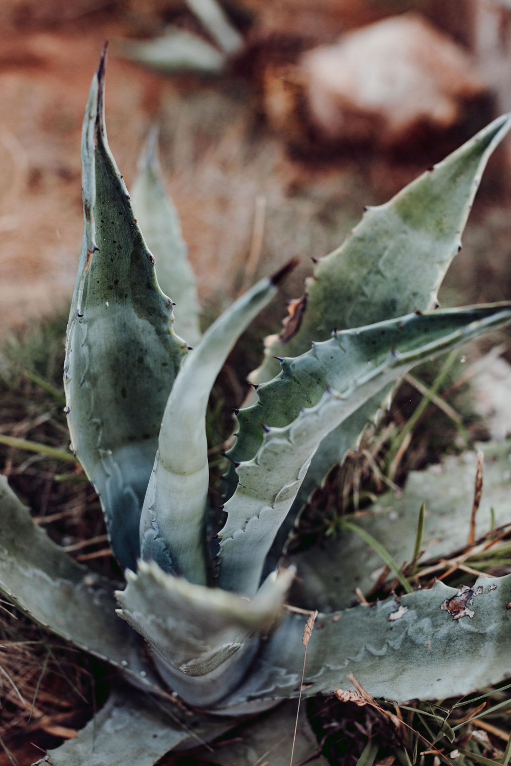 Mariage intime à Majorque - Sandra + Jean-Philippe - Blog Mariage Madame C