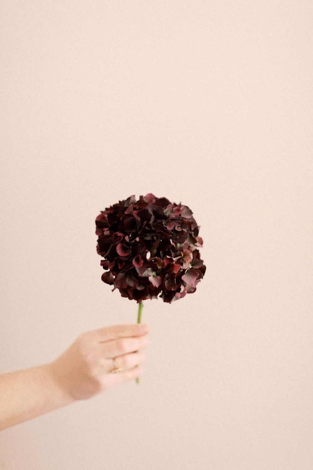 Fleurs d'Automne - Blog Mariage Madame C Fleurs d'Automne - Blog Mariage Madame C