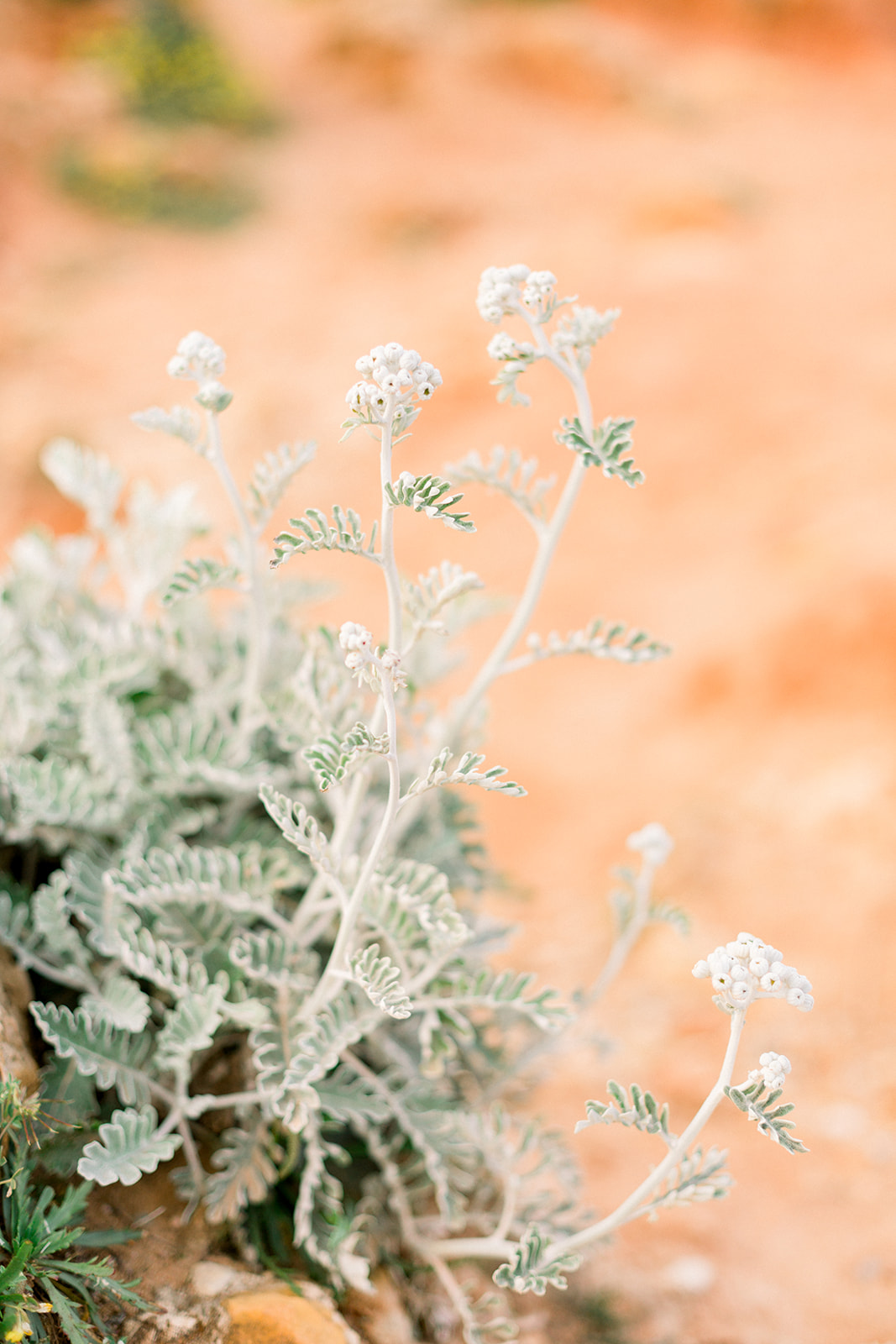 Un elopement au Cap d'Antibes - Blog Mariage Madame C