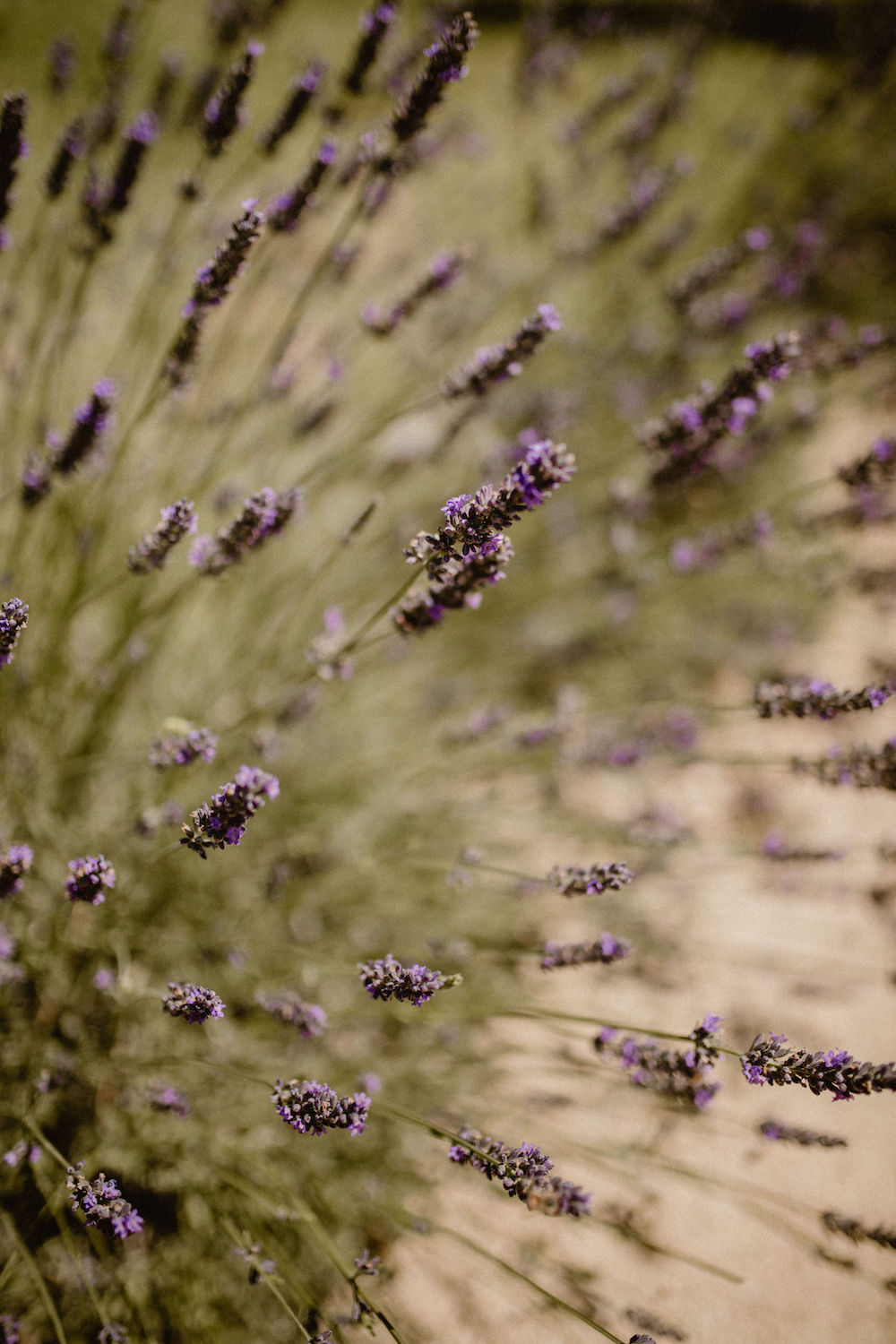 Mariage en Provence au Petit Roulet - Anne-Sophie + Christophe - Blog Mariage Madame C Mariage en Provence au Petit Roulet - Anne-Sophie + Christophe - Blog Mariage Madame C