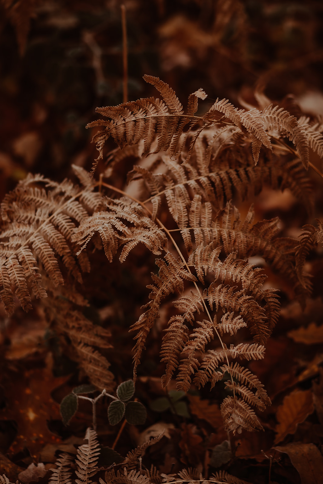 Noces de Noël - Blog Mariage Madame C Noces de Noël - Blog Mariage Madame C