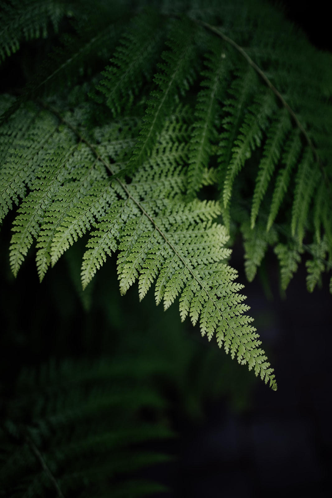 Maïté Bailleul Collection 2021 - Robes de mariée - Blog Mariage Madame C Maïté Bailleul Collection 2021 - Robes de mariée - Blog Mariage Madame C