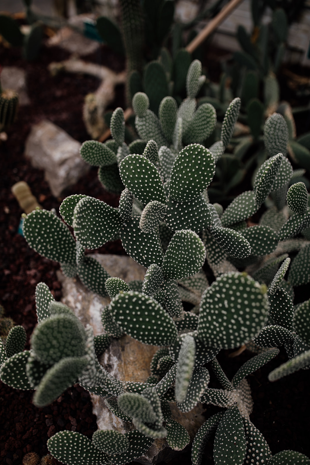 Maïté Bailleul Collection 2021 - Robes de mariée - Blog Mariage Madame C Maïté Bailleul Collection 2021 - Robes de mariée - Blog Mariage Madame C