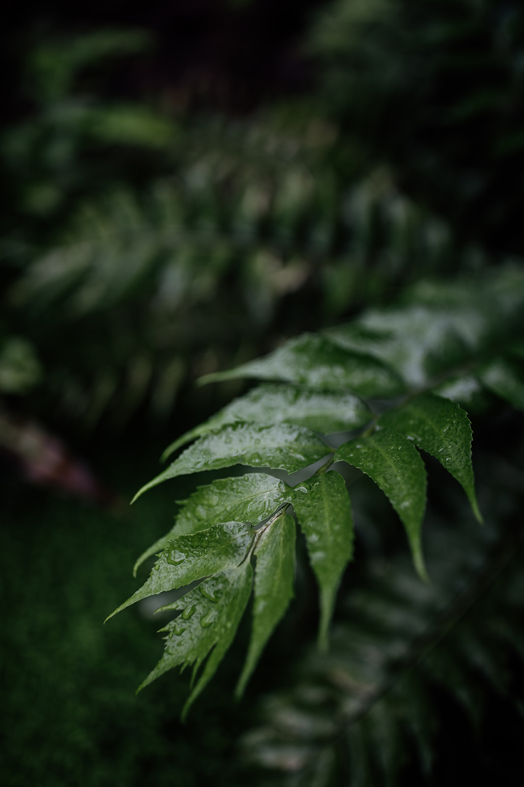 Maïté Bailleul Collection 2021 - Robes de mariée - Blog Mariage Madame C Maïté Bailleul Collection 2021 - Robes de mariée - Blog Mariage Madame C