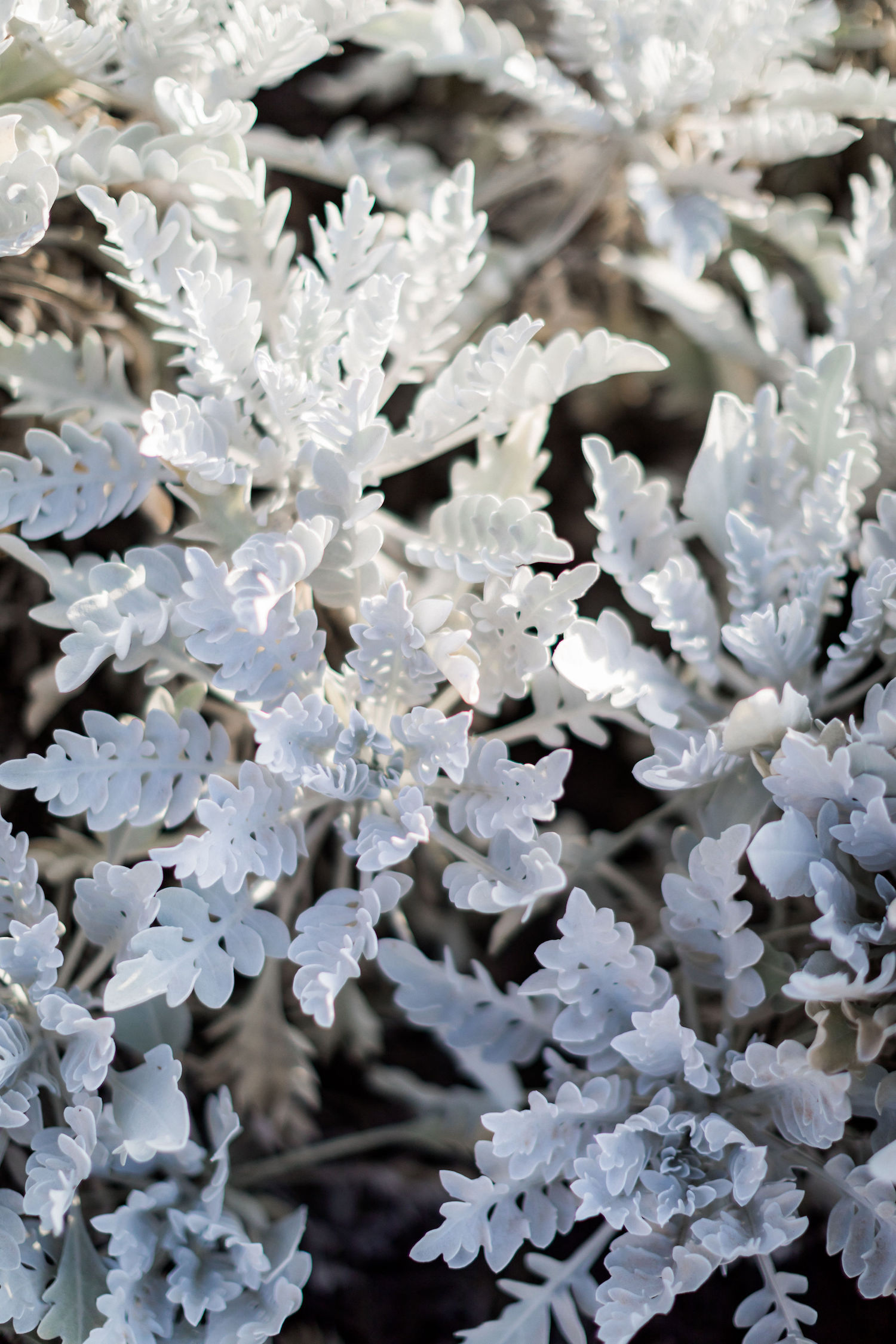 Un elopement bleu méditerrannée - Blog Mariage Madame C Un elopement bleu méditerrannée - Blog Mariage Madame C