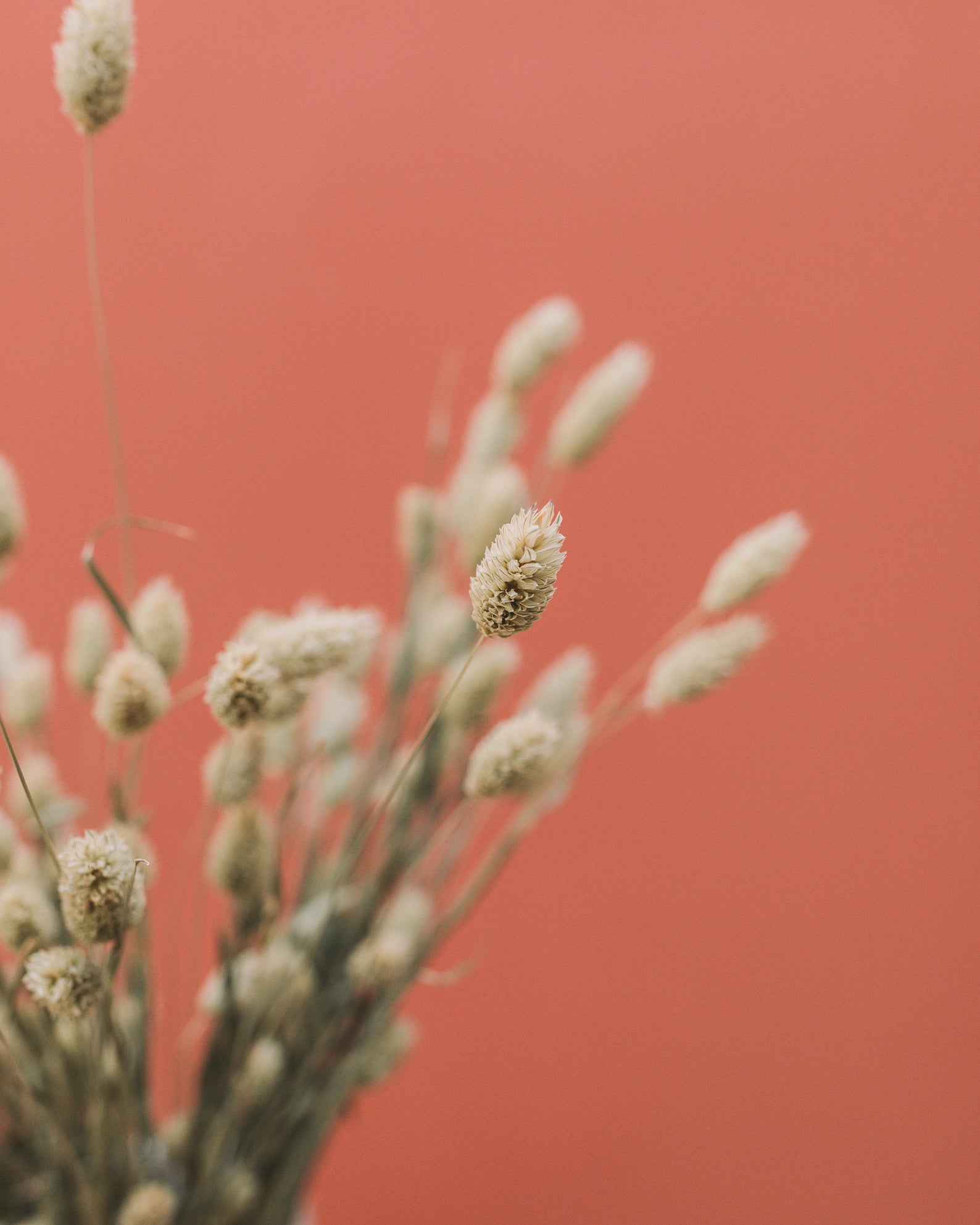 Où acheter des fleurs séchées pour son mariage ? - Blog Mariage Madame C