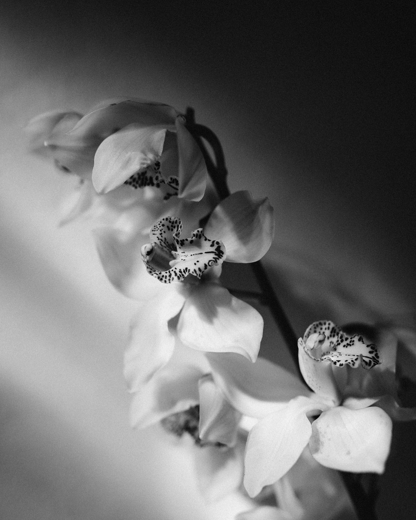 13 photographes de mariage à l'univers Couture - Blog Mariage Madame C