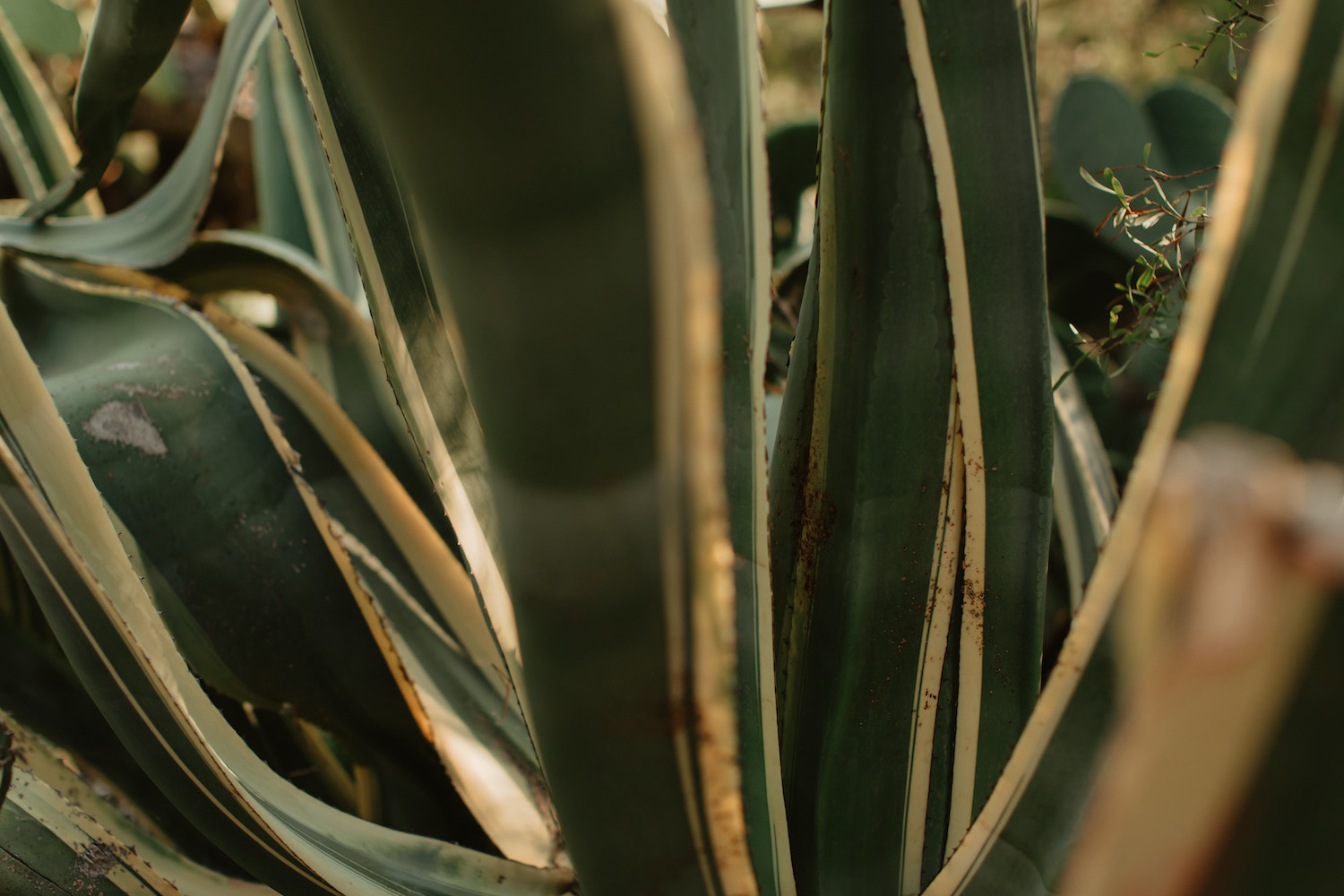 Mariage d'Automne au Lavandou - Julie + Romain - Blog Mariage Madame C
