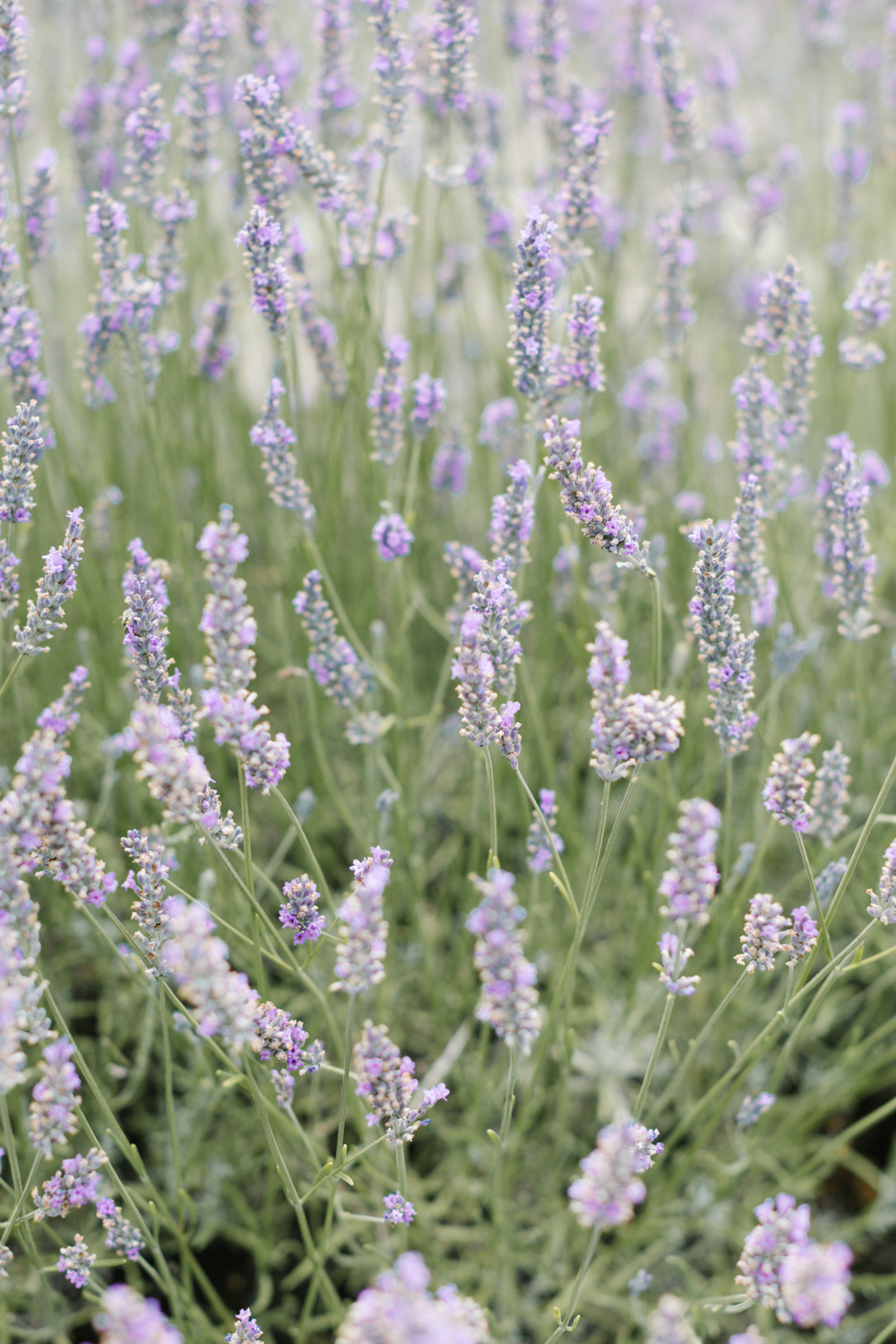 Mariage de Provence aux Domaines de Patras - Jessica + Mickaël - Blog Mariage Madame C