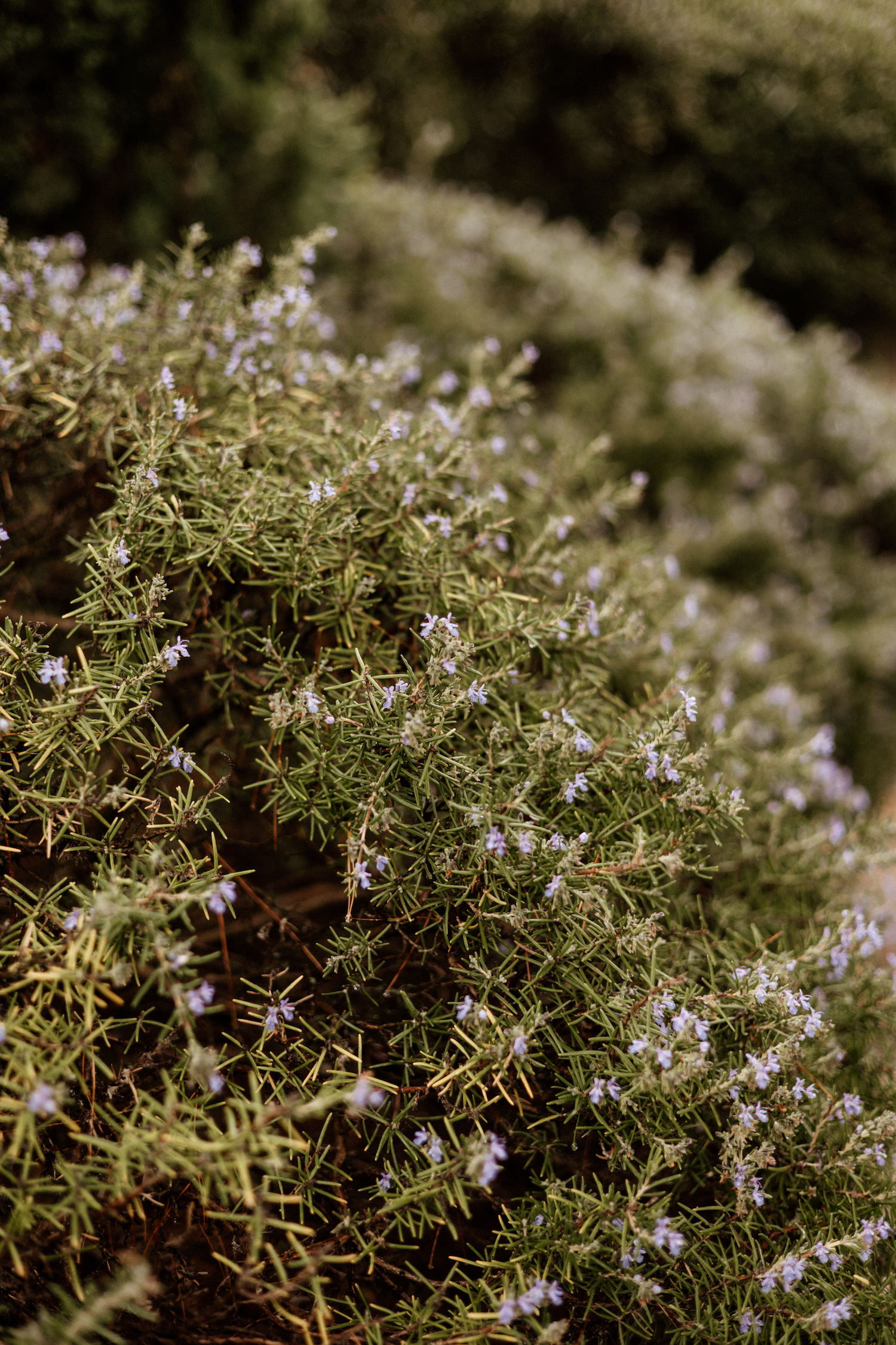 Mariage au Château la Tour Vaucros - Pauline + Thibault - Blog Mariage Madame C