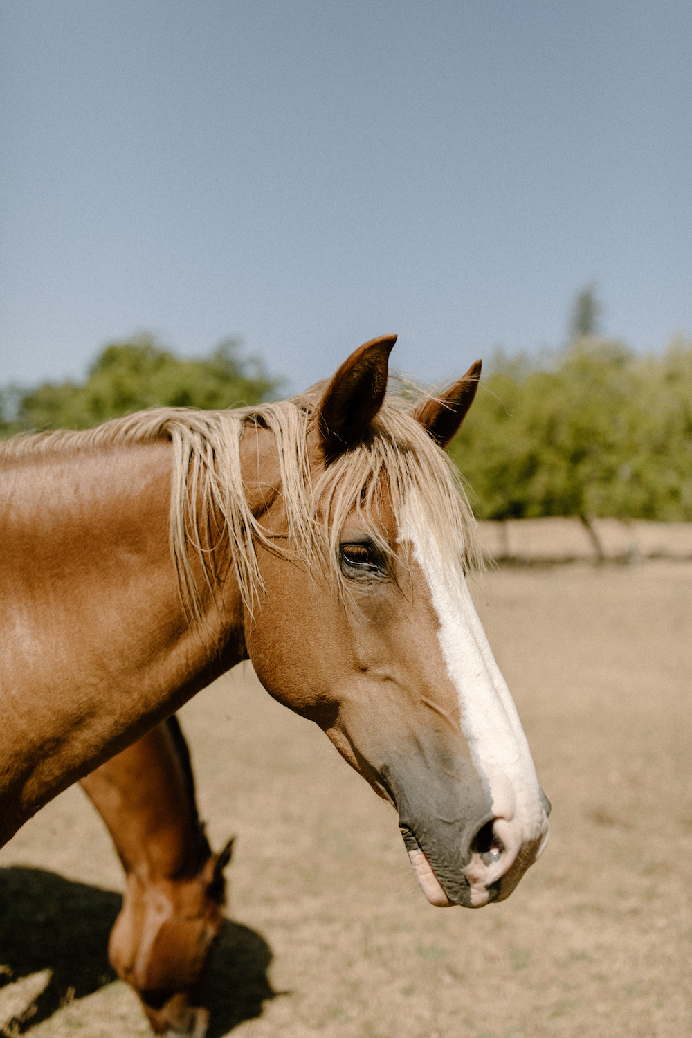 Mariage dans un Château de famille en Charente - Héloïse + Thomas - Blog Mariage Madame C Mariage dans un Château de famille en Charente - Héloïse + Thomas - Blog Mariage Madame C